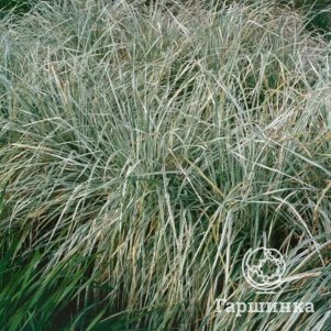 

Дактилис Вариегата клубочковый (Ежа сборная)