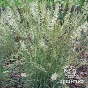 

Келерия сизая Хопеотоппо