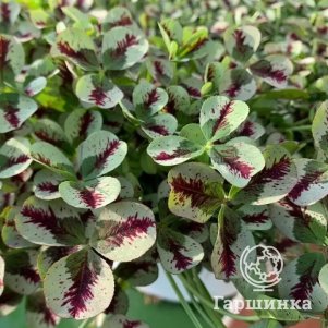 

Клевер Драгон Блад ползучий