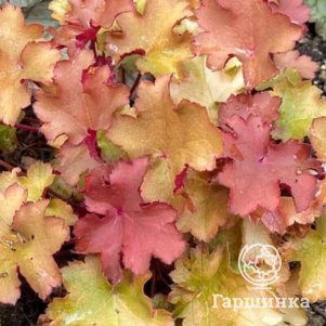 

Гейхера Амберс Литл Трезур