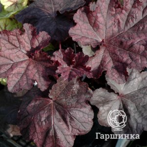 

Гейхера Магнум