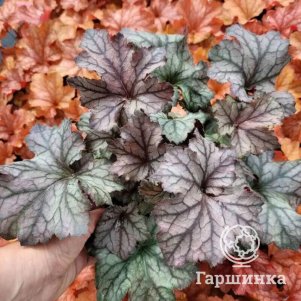 

Гейхера Рекс Сильвер