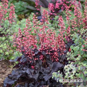 

Гейхера Таймлесс Найт