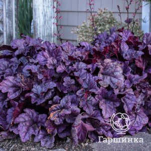 

Гейхера Вайлдберри