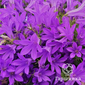 

Колокольчик Портеншлага Компанули Мила