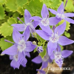 

Колокольчик Диксон Голд гарганский