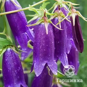

Колокольчик Кампанелло Блю гибридный