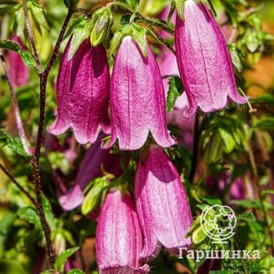 

Колокольчик Кампанелло Ред гибридный