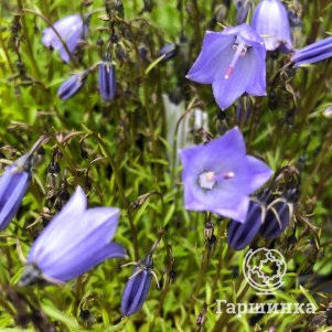 

Колокольчик Альпина Бриз Блю ложечницелистный