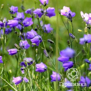 

Колокольчик Свининг Беллз спиральнолистный