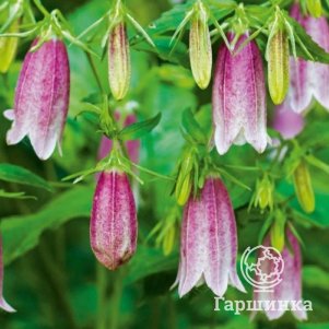 

Колокольчик Рубра точечный