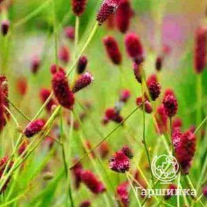 

Кровохлебка Ред Сансет лекарственная