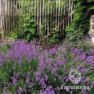 

Лаванда Тинк Твис узколистная