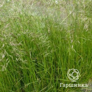 

Луговик (Щучка) Вальдшратт