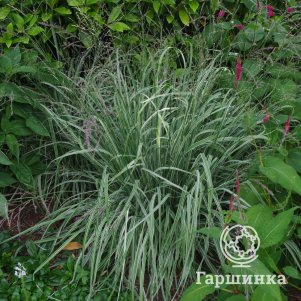 Молиния Мостенвельд тростниковая