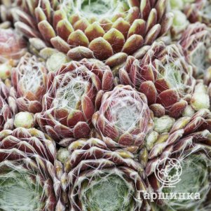 

Молодило Ариес