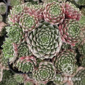 

Молодило Баскур Сильвер