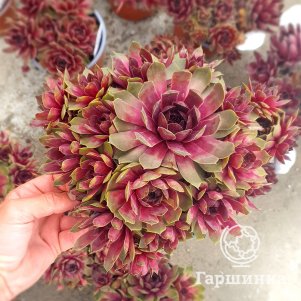 

Молодило Бигсам Пинк Помело