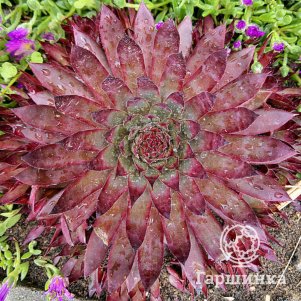 Молодило Бигсам Пауэр Кантри Ред