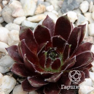 

Молодило Блэк Маунтейн (Черная гора)