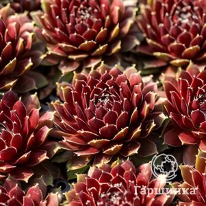 

Молодило Карина