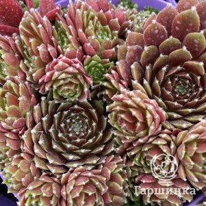 

Молодило Кассиопея Ред