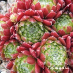 

Молодило Фордс Спринг