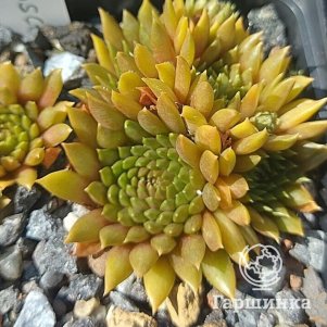 

Молодило Голдшатц (Золотое сокровище)