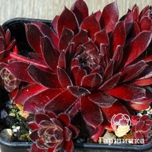 

Молодило Хавендейкер Тойфл