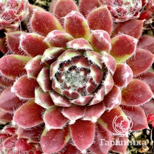 

Молодило Джубили