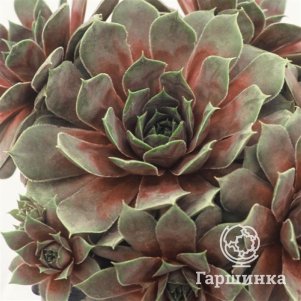 

Молодило Калинда