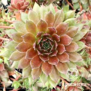 

Молодило Ох ом Ох