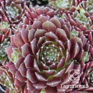 

Молодило Ред Папавер