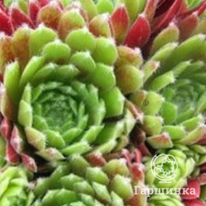 

Молодило Сабат