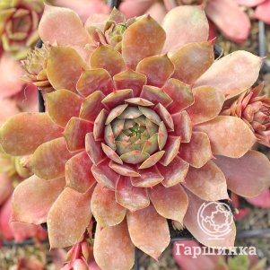 

Молодило Старшайн