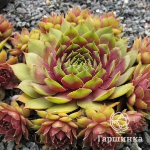 

Молодило Тесоро