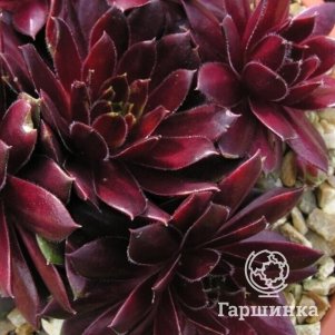 

Молодило Тордес Мемори