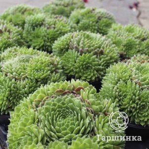 

Молодило Вирго