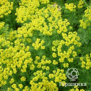 

Молочай кипарисовый