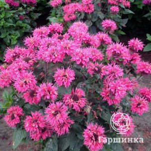 

Монарда Би Мэри