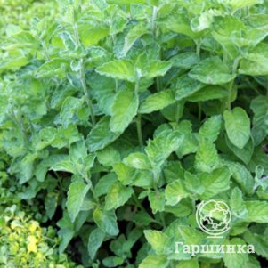 

Мята Ананас Вариегата