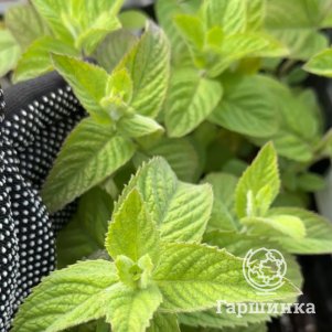 

Мята Восточный базар