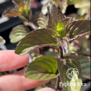 

Мята Горное утро