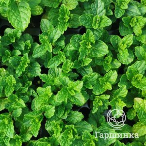 

Мята Израильская