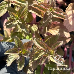 

Мята Имбирь-Корица