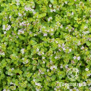 

Мята Мини Минт корсиканская (комнатная мята)