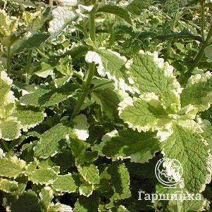 

Мята Вариегата круглолистная