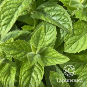 

Мята Лаймовое Мороженое