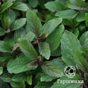 

Мята Мятный леденец