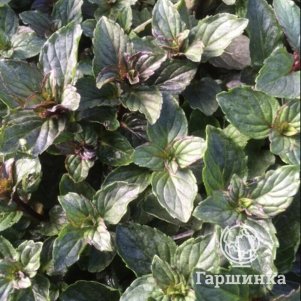 

Мята После 8